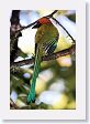 SelvaVerde - 037 * Rufous Motmot * Rufous Motmot